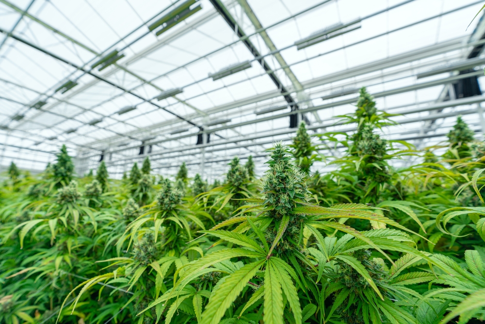 Cannabis Grow Operation