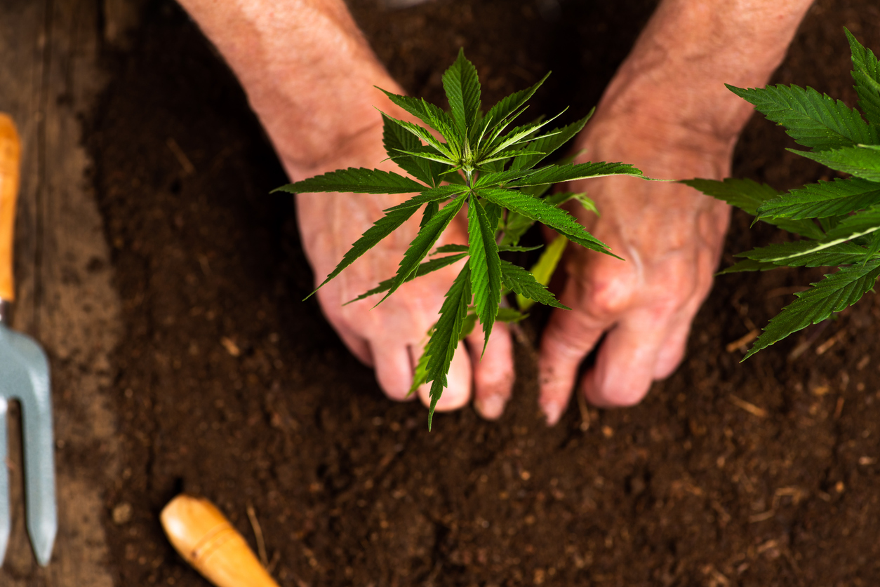 Person planting industrial hemp in the soil with gardening tools