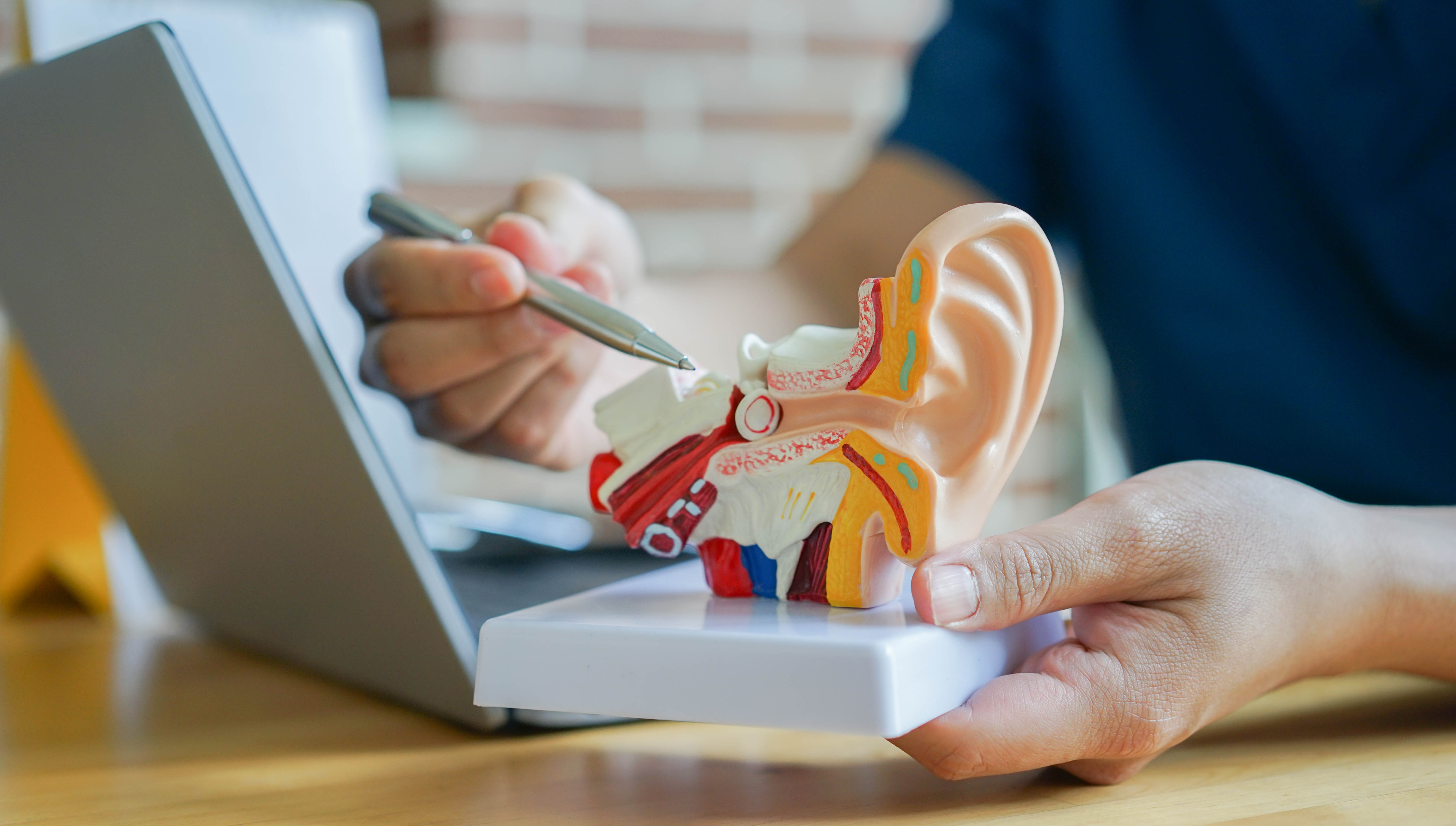 Medical person holding a 3-D model of outer and inner ear.